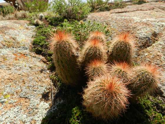 Wichita Mountains Wildlife Refuge