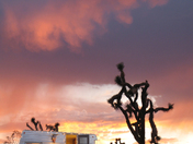 Joshua Tree National Park