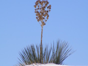 White Sands National Monument