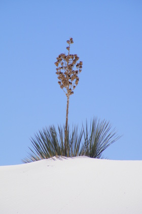 White Sands National Monument