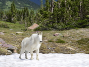 Glacier National Park