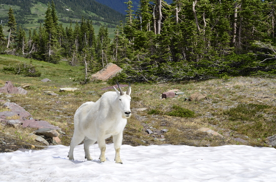 Glacier National Park