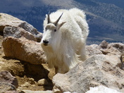 Mt. Evans, Colorado