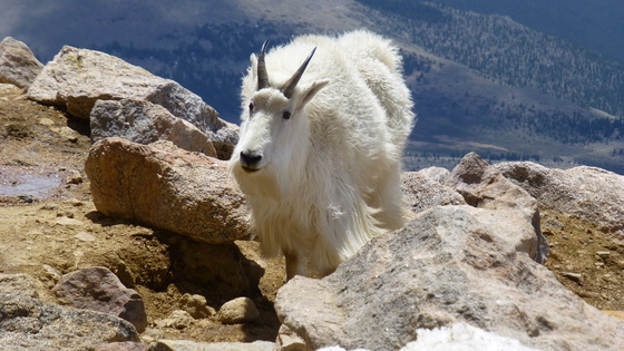 Mt. Evans, Colorado