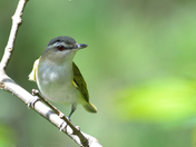 Red Eyed Vireo