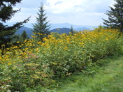 Blue Ridge Parkway, NC