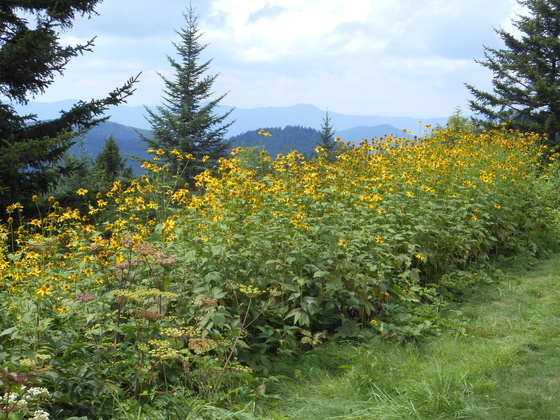 Blue Ridge Parkway, NC