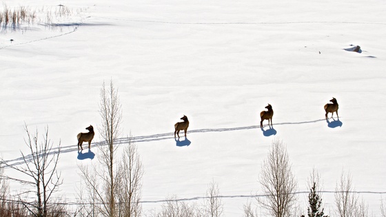 Grand Teton National Forest