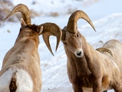 Grand Teton National Forest