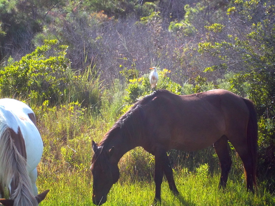 Assateaque Island National Seashore