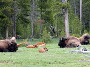 Yellowstone National Park