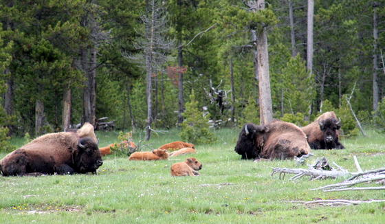 Yellowstone National Park