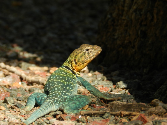 Wichita Mountains National Wildlife Refuge