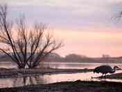 Bosque Del Apache