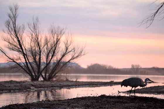 Bosque Del Apache