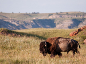 Theodore Roosevelt National Park