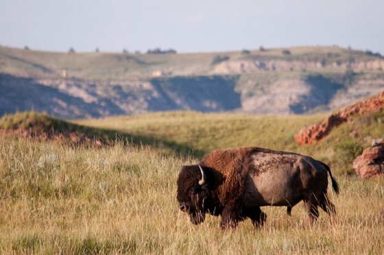 Theodore Roosevelt National Park