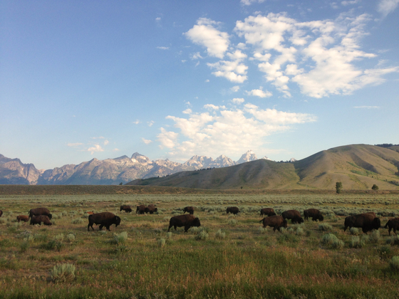 Grand Teton