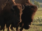 YELLOWSTONE