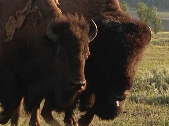 YELLOWSTONE