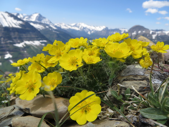 glacier national park