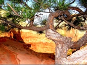 Zion National Park