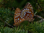 Mating