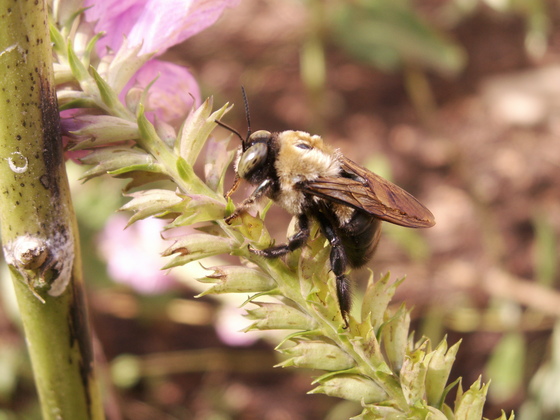 Patuxent Wildlife Research Refuge