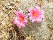Saguaro National Park