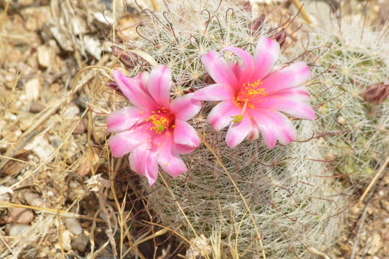 Saguaro National Park