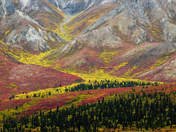 Denali National Park