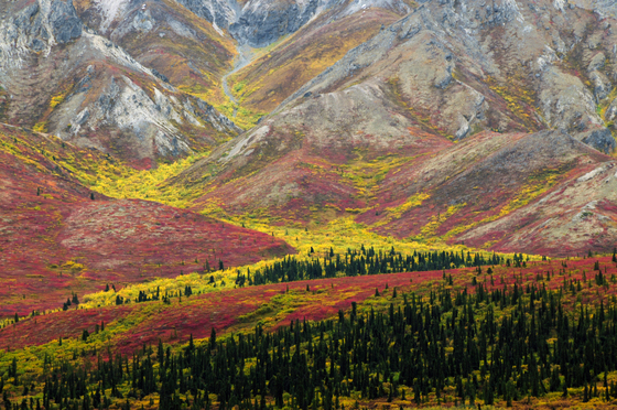 Denali National Park