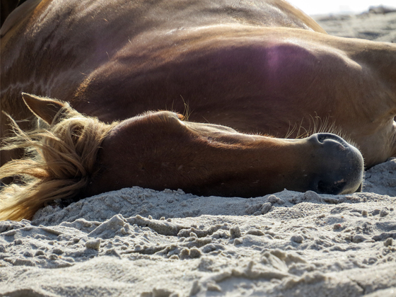 Assateague Island