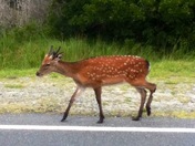 Assateague Island 
