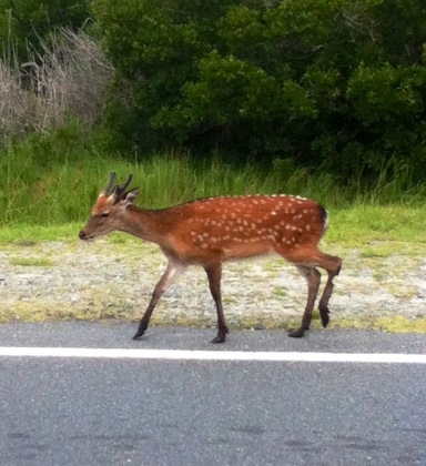 Assateague Island 