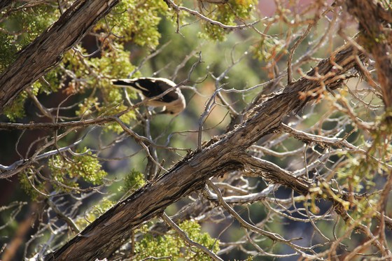 Bryce Canyon National Park