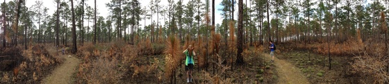 Conecuh National Forest