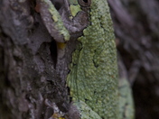 Tree Frog