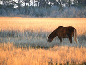 Assateague Island National Seashore
