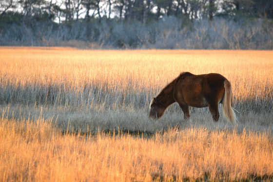 Assateague Island National Seashore