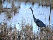Blackwater National Wildlife Refuge