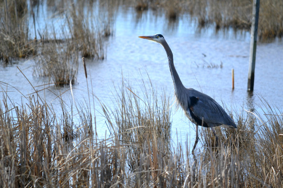 Blackwater National Wildlife Refuge