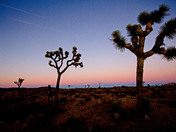 Joshua Tree