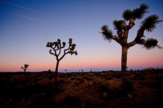 Joshua Tree