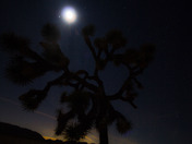 Joshua Tree National Park