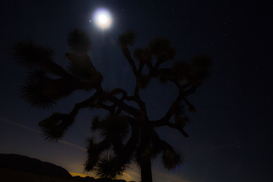 Joshua Tree National Park