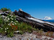 Gifford Pinchot National Forest