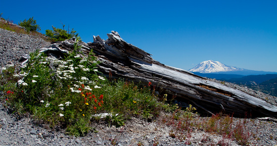 Gifford Pinchot National Forest