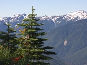 Olympic National Park