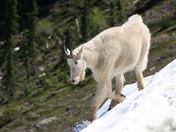 Olympic National Park